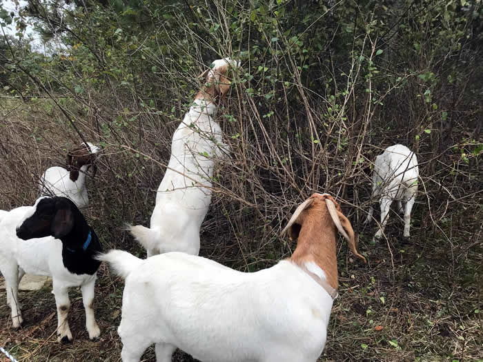 Driftless, Goat, Company, Goat Rental, Weed Control, Boer, Nubians, management, forest, prairie, farm, farmland, DNR, Natural Resources, rough, spray, poison, Billy Goat, Goat Rental, clearing, agriculture, livestock, environmental, friendly, invasive, species, green, fertilize, chemicals, forest fire, herbicides, waterways, brush, eco, effective, removal, unwanted, footprint, cost effective, alternative, bulldozing, labor, terrain, rough, steep, hard to reach, vegetation, tough, Buckthorn, Parsnip, Wild, Cucumber, Poison Sumac, overgrown, invasion, thistle, nettle, Minnesota, Iowa, Wisconsin, Lanesboro, Preston, Harmony, Wykoff, Grand Meadow Spring Valley, Stewartville, Rochester, Eyota, St. Charles, Lewsiton, Rushford, Whalan, Peterson, Houston, Caledonia, Spring Grove, Mabel, Cresco, Decorah, Burr Oak, Winona, Hokah, La Crescent, Brownsville, Eitzen, Waukon, La Crosse, Onalaska, Holmen, Trempealeau, Fountain City, Wabasha, Kellogg, Southeast, Tri State, Mississippi, Rivers, Lakes, Parks, conservation, Roundup, Glyphosate, homemade weed killer recipe, vinegar, lawn care, RM43, Spectracide, Crossbow, Preen, Ortho, 2,4-D Dicamba, Phytophotodermatitis, Phydura, Dynaweed, Fillmore County, Olmsted County, Winona County, Winneshiek County, Howard County, gardening, killer, Dandelions, Clover, Sustainable, greenhouse, gas, acreage, paddock, seeds, mother nature, plants