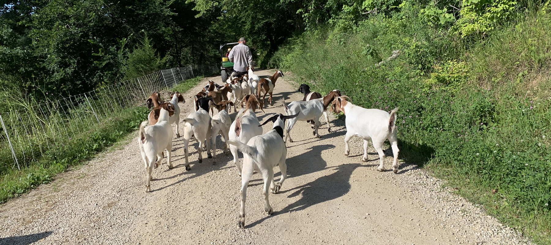 Driftless, Goat, Company, Goat Rental, Weed Control, Boer, Nubians, management, forest, prairie, farm, farmland, DNR, Natural Resources, rough, spray, poison, Billy Goat, Goat Rental, clearing, agriculture, livestock, environmental, friendly, invasive, species, green, fertilize, chemicals, forest fire, herbicides, waterways, brush, eco, effective, removal, unwanted, footprint, cost effective, alternative, bulldozing, labor, terrain, rough, steep, hard to reach, vegetation, tough, Buckthorn, Parsnip, Wild, Cucumber, Poison Sumac, overgrown, invasion, thistle, nettle, Minnesota, Iowa, Wisconsin, Lanesboro, Preston, Harmony, Wykoff, Grand Meadow Spring Valley, Stewartville, Rochester, Eyota, St. Charles, Lewsiton, Rushford, Whalan, Peterson, Houston, Caledonia, Spring Grove, Mabel, Cresco, Decorah, Burr Oak, Winona, Hokah, La Crescent, Brownsville, Eitzen, Waukon, La Crosse, Onalaska, Holmen, Trempealeau, Fountain City, Wabasha, Kellogg, Southeast, Tri State, Mississippi, Rivers, Lakes, Parks, conservation, Roundup, Glyphosate, homemade weed killer recipe, vinegar, lawn care, RM43, Spectracide, Crossbow, Preen, Ortho, 2,4-D Dicamba, Phytophotodermatitis, Phydura, Dynaweed, Fillmore County, Olmsted County, Winona County, Winneshiek County, Howard County, gardening, killer, Dandelions, Clover, Sustainable, greenhouse, gas, acreage, paddock, seeds, mother nature, plants